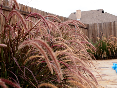 [Ground level view of fuzzy, maroon-tipped approximately 3 foot high fronds coming from stalks of grass beside a stone-paved walkway. A seven-foot wooden fence serves as a backdrop for the grasses.]